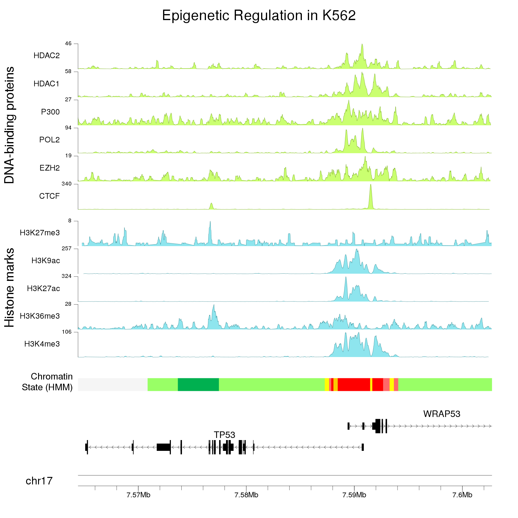 Example of karyoploteR plot with ENCODE data arround TP53 gene. It includes ChIP-seq data and other data types.